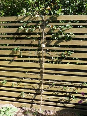 Apple Espalier